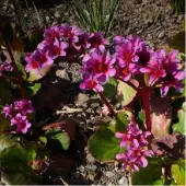 Arborix 6 x Bergenia 'Morgenroete' - Schoenlappersplant pot 9x9cm