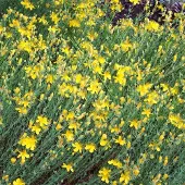 Arborix 6 x Hypericum Olympicum - Hertshooi pot 9x9cm