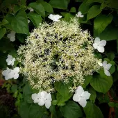 Arborix Hydrangea anomala 'Petiolaris' - Klimhortensia 60-80 cm in pot