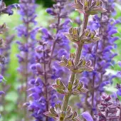 Arborix 6 x Salvia Nemorosa 'Mainacht' - Salie pot 9x9cm