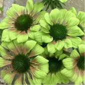 Arborix 3 x Echinacea Purpurea 'Green Envy' - Zonnehoed pot 9x9cm