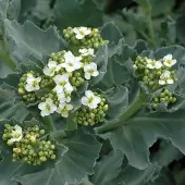 Arborix 6 x Crambe Maritima - Zeekool pot 9x9cm