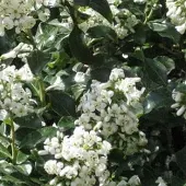 Arborix Escallonia 'Iveyi' - Escallonia 40-50 cm in pot
