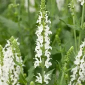 Arborix 6 x Salvia Nemorosa 'Schneehuegel' - Salie pot 9x9cm