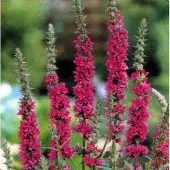 Arborix 6 x Lythrum Salicaria - Kattestaart pot 9x9cm