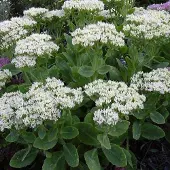 Arborix 6 x Sedum Spectabile 'Stardust' - Vetkruid pot 9x9cm
