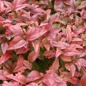 Arborix Nandina Domestica - Hemelse bamboe 30-40 cm pot