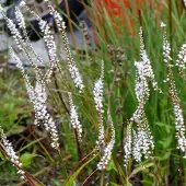 Arborix 3 x Persicaria Amplexicaulis 'Alba' - Adderwortel pot 9x9cm