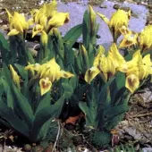Arborix 6 x Iris 'Brassie' - Dwergbaardiris pot 9x9cm