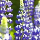 Arborix 6 x Lupinus 'The Governor' - Lupine pot 9x9cm