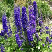 Arborix 6 x Delphinium 'King Arthur' - Ridderspoor pot 9x9cm