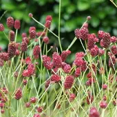 Arborix 6 x Sanguisorba Officinalis 'Tanna ' - Pimpernel pot 9x9cm