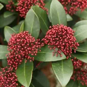 Arborix Skimmia Japonica 'Rubella' - Skimmia 25-30 cm pot