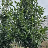 Arborix Prunus laur. 'Novita' 60-80cm - Hoogwaardige prachtige laurierbomen