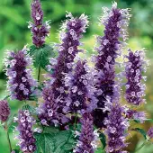 Arborix 6 x Agastache 'Black Adder' - Anijsplant pot 9x9 cm