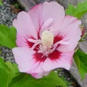 Arborix Hibiscus syriacus 'Hamabo' - Altheastruik 40-60 cm in pot