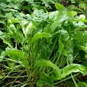 Arborix 6 x Rumex Acetosa- Zuring pot 9x9cm