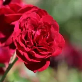 Arborix Rosa 'Rotkappchen' - Prachtige rozen voor in de tuin