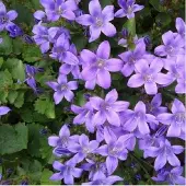 Arborix 6 x Campanula Portenschlagiana - Klokje pot 9x9cm