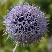 Arborix 6 x Echinops Bannaticus 'Taplow Blue' - Kogeldistel pot 9x9cm