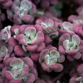 Arborix 6 x Sedum Spathulifolium 'Purpureum ' - Vetkruid pot 9x9cm