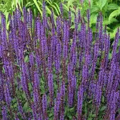 Arborix 6 x Salvia Nemorosa 'Ostfriesland' - Salie pot 9x9cm