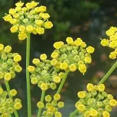 Arborix 6 x Foeniculum Vulgare - Venkel pot 9x9cm