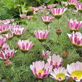 Arborix 6 x Anacyclus Pyrethrum Depressus - Marokkaanse Kamille pot 9x9cm