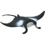 Safari - raie manta