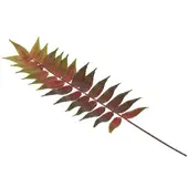 Homescapes Kunstmatige Bowenia Palmvaren Decoratieve Tak Groot 72cm