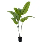 Nova Nature Strelitzia Malibu in pot green 130cm |