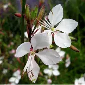 Arborix 6 x Gaura Lindheimerei 'Whirling Butterflies' - Prachtkaars pot 9x9cm