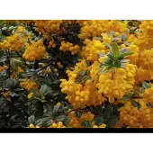 GRDplanten Berberis darwinii - Zuurbes , Darwins Zuurbes 25- 30 cm in pot