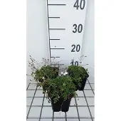 GRDplanten 6x Reigersbek - Erodium guttatum | 9x9 cm pot