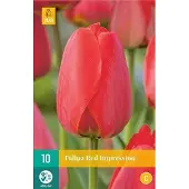 JUB 10 TULIPA RED IMPRESSION 11/12