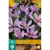 Jub holland krokus bloembollen - Crocus sativus - 10 stuks