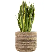 KarTent Kartonnen plantenpot Ficus