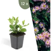 Frank GmbH Planten van Frank | 12 Asterplanten | Aster Ageratoides 'Asran' | Bodembedekker | Winterhard | Meerjarig | Bloeiende planten | Tuinplanten