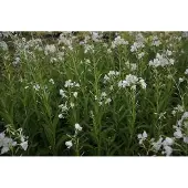 GRDplanten 6x Epilobium - Epilobium angustif. 'Album' | 9x9 cm pot