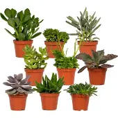 Hello Plants Succulenten Mix - 9 Stuks - 10 Cm - Ø8,5cm