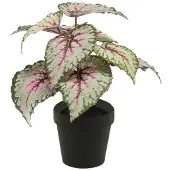 Emerald Begonia 25 cm grijs/roze in pot