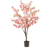 Emerald eternal green B.V. Kersenbloesemboom h135cm roze