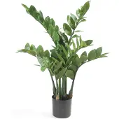 Emerald Zamioculcas x7 70 cm/116lvs