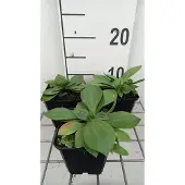 GRDplanten 6x Ooievaarsbek - Gentiana lutea | 9x9 cm pot