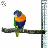 Back Zoo Nature Corky Perch