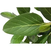 Everspring Ficus Benghalensis boom - 150 cm - ø34