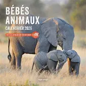 Hugo Image BEBES ANIMAUX CALENDRIER (PETIT FORMAT)