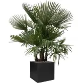 Green bubble Trachycarpus Multistam - 220cm