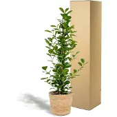 Everspring Ficus microcarpa Moclame - Mand Selin
