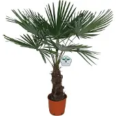 Green bubble Trachycarpus Fortunei - 150 cm